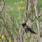 Ruby-throated Hummingbirds – May 2023