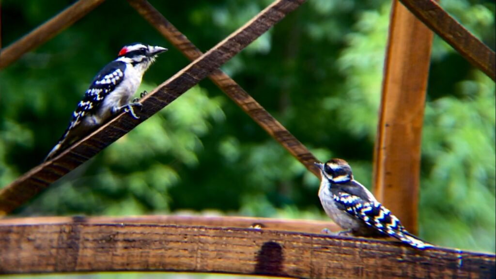 Blue Jay fledgling - FeederWatch