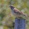 Lark Sparrow