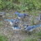 Flock of Blue Jays