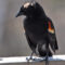 Bald Red-Winged Blackbird
