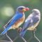 Eastern Bluebirds share a special moment