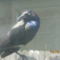 Common Grackle with deformed leg with white scales