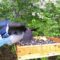 Blue Jay/Common Grackle