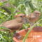 Sparrows & Cardinals!