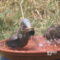 A few of my birdbath birds