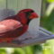 Mr. Cardinal is starting to lose his head feathers!