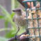 Juvenile Northern Mockingbird