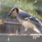 Juvenile Blue Jay