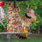 Red-headed Woodpecker + Northern Flicker