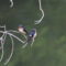 Bensenville Barn Swallows