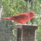 Summer Tanager in South Mississippi