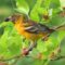 Baltimore Oriole eating mulberries