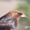 Brown-headed Cowbird Close-up