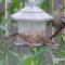 Leucistic House Sparrows