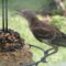 Baby mockingbird eating snack stack