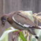 White-winged Dove with growth/deformed beak