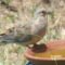 Mr. Dove enjoying the bird bath