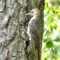 A very young Red-Bellied Woodpecker