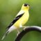 Mr. Goldfinch knows that he is stunning!