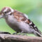 Brown colored Downy Woodpecker