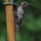 Immature Red bellied Woodpecker