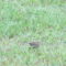 Spotted Female Junco??