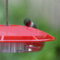 Ruby-throated  Hummingbird