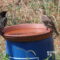 Starlings at the birdbath