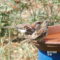 House Sparrows at the birdbath