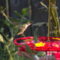 Female Rufous Hummingbird at the feeder!