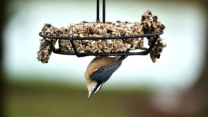 A small songbird with a long bill, black eyeline, blueish wings and rusty-orange belly hangs upside-down off of a suet feeder.