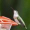 Love Hummingbirds!!