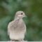 The cutest Mourning Dove-guessing a juvenile