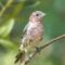 Male House Finch–molting?