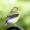 Young Male Goldfinch