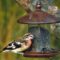 Young Male Rose-breasted Grosbeak