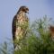 Young Red-shouldered Hawk scoping out the area
