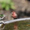 Handsome House Finch