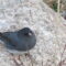 Nova Scotia Birds (Part 1)