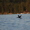 Lake bird in flight