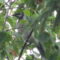 Juvenile Blue Jay