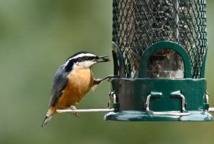 A small songbird with a this bill, black eyeline, blueish gray back and wings, and a rusty underside perches on a tube feeder with a seed in its bill.