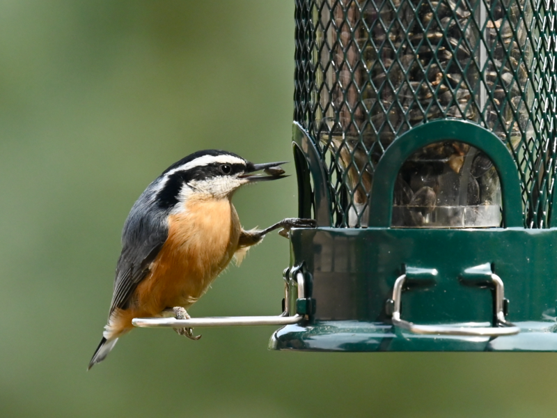 A small songbird with a this bill, black eyeline, blueish gray back and wings, and a rusty underside perches on a tube feeder with a seed in its bill.