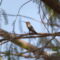 Juvenile Male Rufous Hummingbird