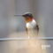 Amazing Hummingbird Photos!