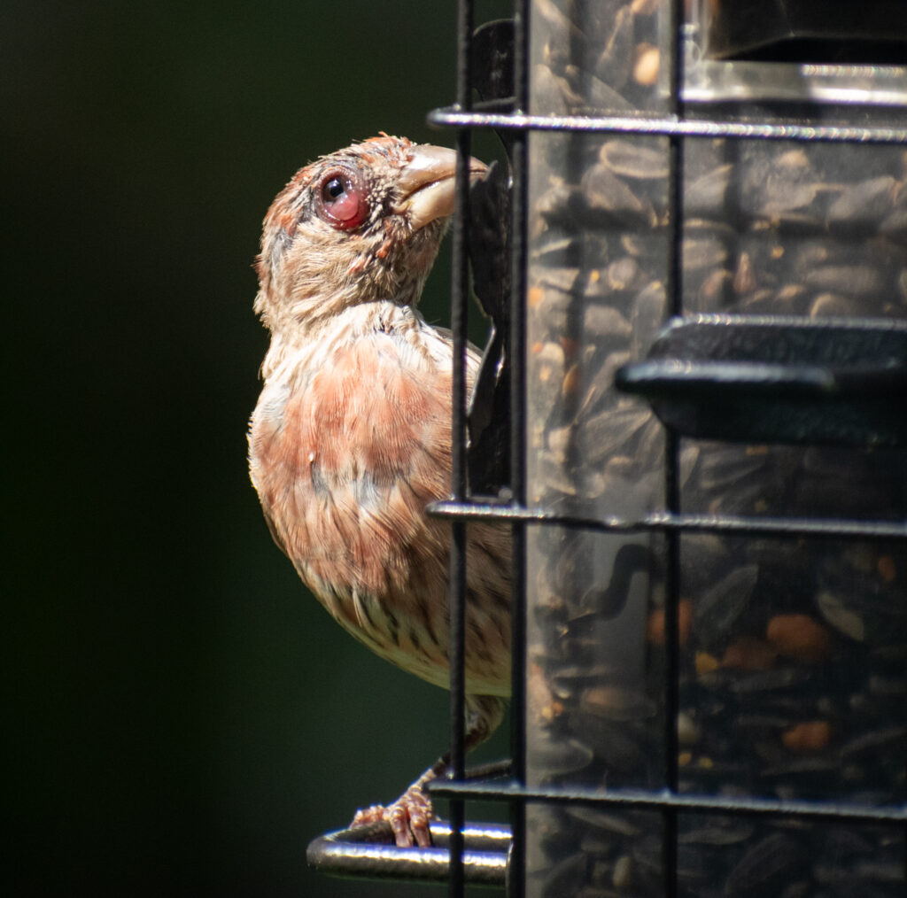 House Finch Eye Disease (both eyes) - FeederWatch