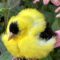 Eye issues with American Goldfinches
