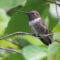 Black-chinned Hummingbird – Adult Male