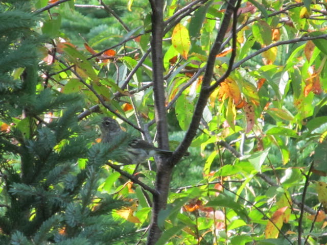 Warbler Species - Identification??? - FeederWatch